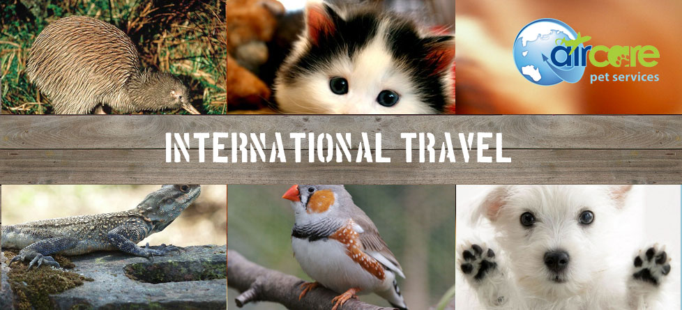 International Travel for all animals